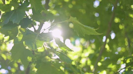 夏日里阳光透过树叶的缝隙视频素材模板下载