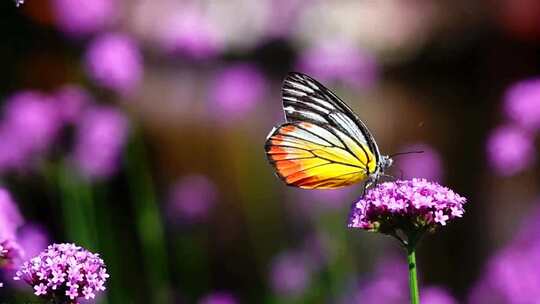 蝴蝶停在花朵上