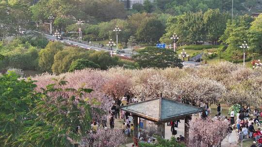 中国广东省广州市黄埔区市民广场梅花