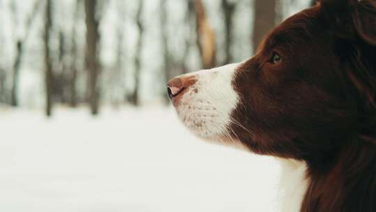 公园里雪中边境牧羊犬的特写，狗宠物坐在雪