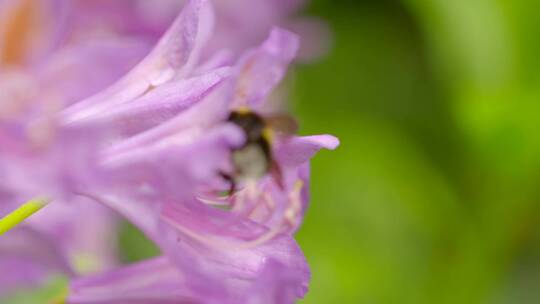 大黄蜂在采花蜜视频素材模板下载