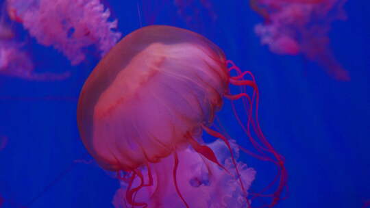 水母 海底世界