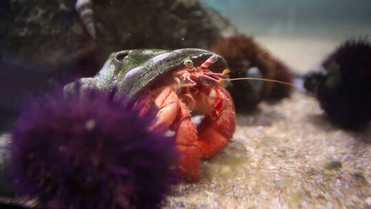 水族馆的动物视频素材模板下载