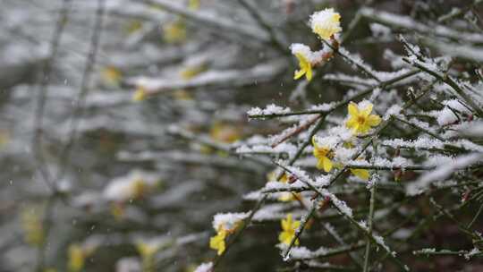 春天雪中的迎春花空境升格