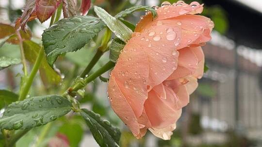 下雨天的玛克丽特王妃月季花