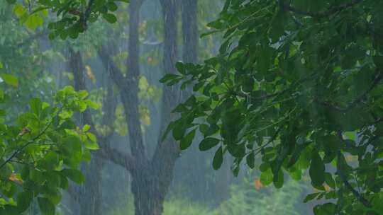 雨季树林下雨 树叶 树枝