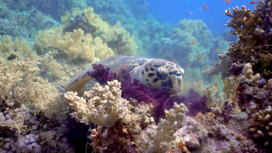 鹰嘴海龟吃软珊瑚视频素材模板下载
