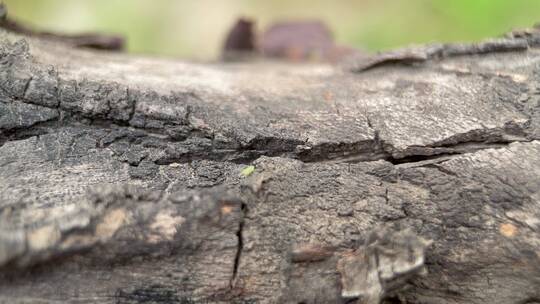 树皮粗糙树木昆虫自然视频素材模板下载