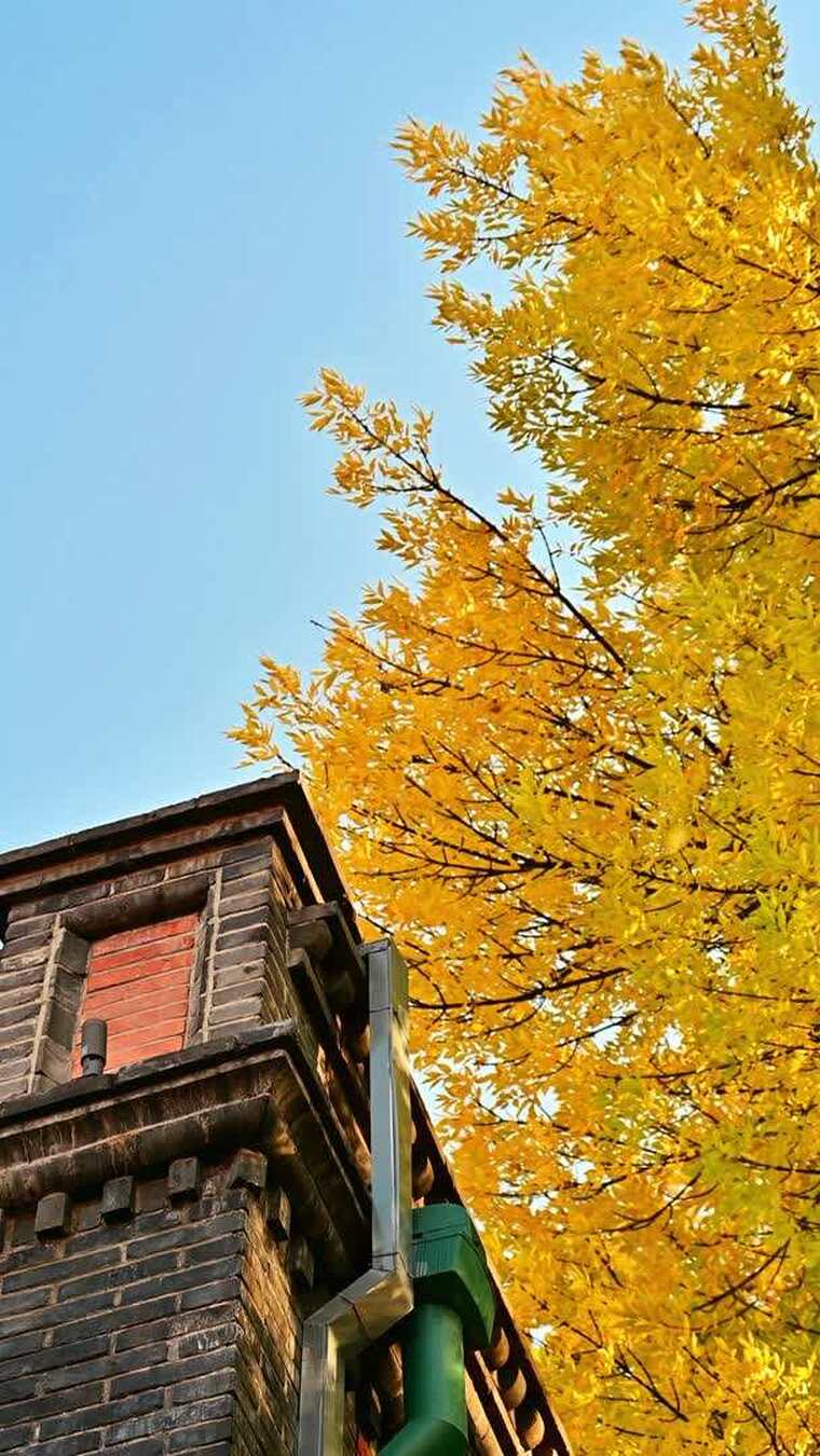 北京金色秋天街景