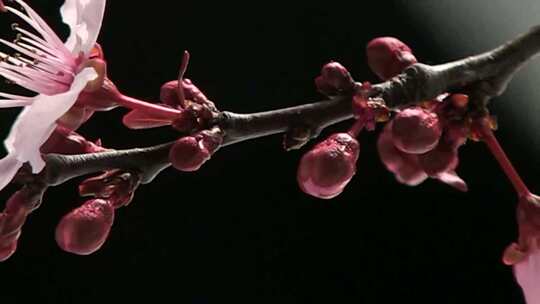 樱花桃花盛开延时摄影视频素材