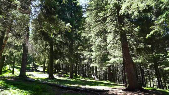 松树林里行走第一视角森林爬山树林走路风景