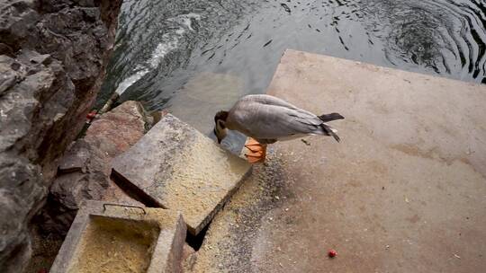 鸭子斑头雁在水边吃饲料觅食