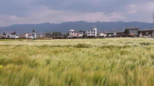 风吹麦浪的麦田景象