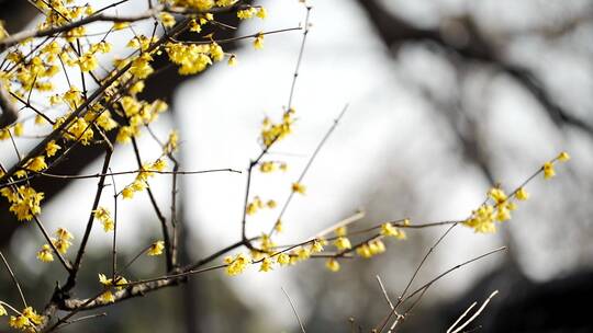 春天北京盛开的腊梅花