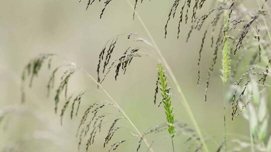 草原上的卢苇草在随风摇摆