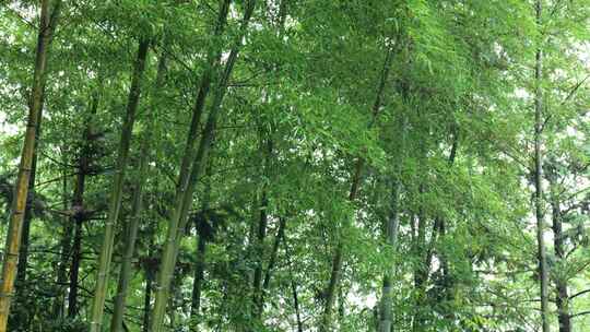 竹林竹叶禅意下雨天唯美空镜