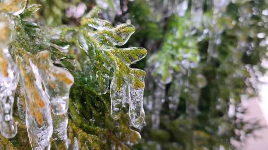 长冰柱常绿崖柏枝特写滴水融化冰柱视频素材模板下载