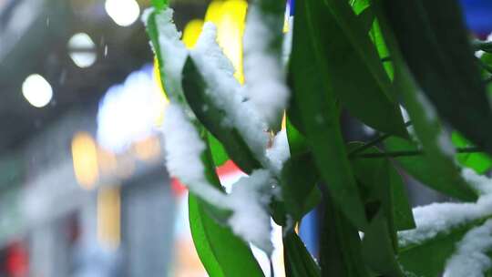 雪景飘雪鹅毛大雪