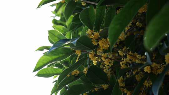 桂花 金桂 桂花飘香 桂花林