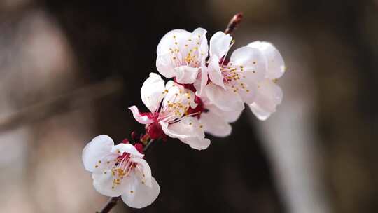 春天盛开的白色杏花