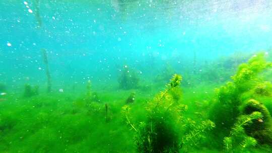 济南护城河黑虎泉水下鱼群