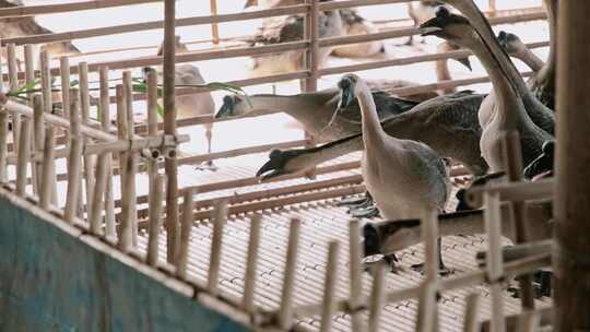 广东清远黑棕鹅养殖基地实拍素材