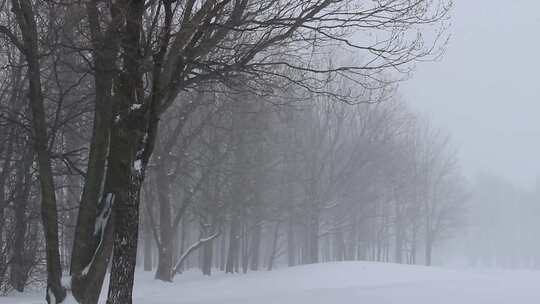 特写雾凇过后的森林大学覆盖白雪