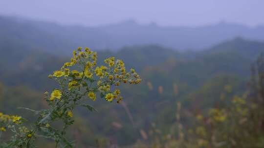 秋天霜降野外菊花