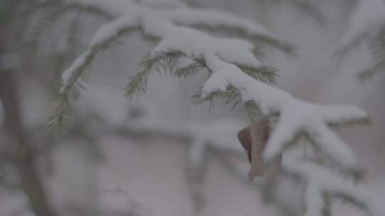 哈尔滨伊春汤旺河雪景空镜4K实拍视频视频素材模板下载