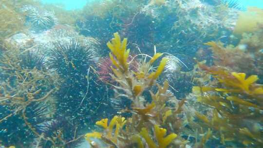 水下海洋生物视图