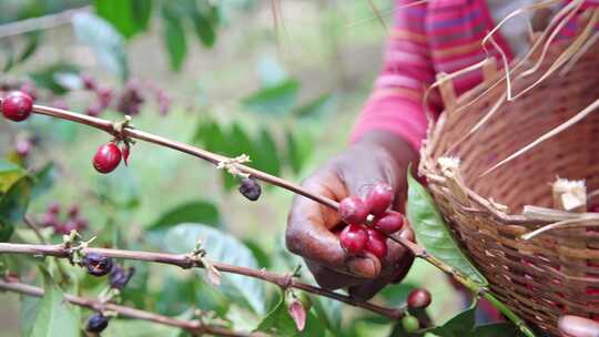 埃塞俄比亚咖啡发源地种植园