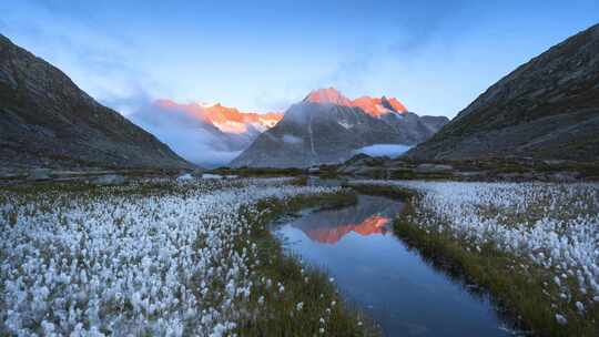 白色棉絮作为前景的雪山日照金山视频素材模板下载