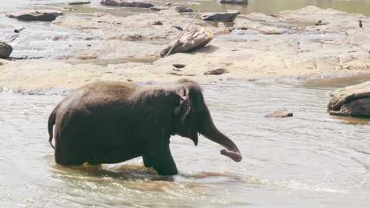 大象在水中觅食视频素材模板下载
