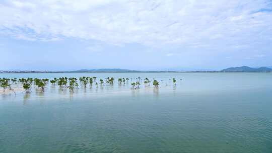 中国海南三亚红树林湿地保护区