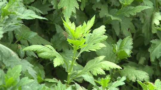 芹菜 芹菜叶视频素材模板下载