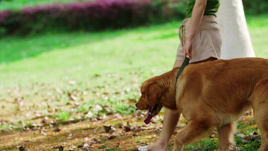 夏天公园美女牵着金毛犬遛狗视频素材模板下载