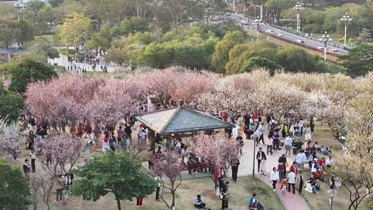 中国广东省广州市黄埔区市民广场梅花