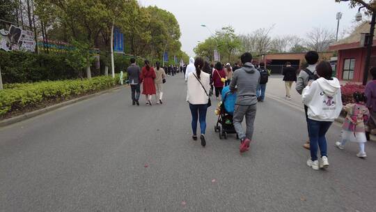 上海顾村公园樱花4K意境实拍