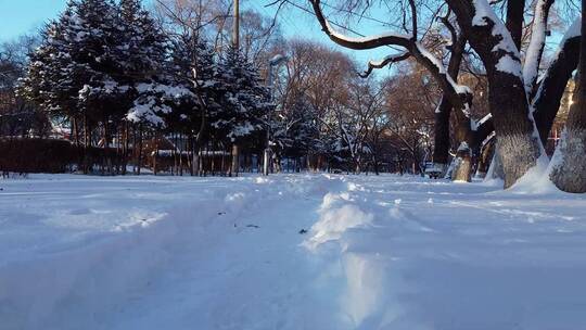 冬天公园老树小河雪景