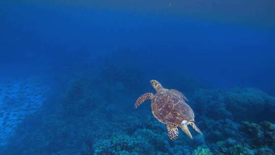 水下海龟