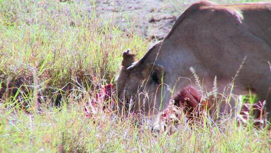 一只狮子在非洲大草原上吃猎物视频素材模板下载