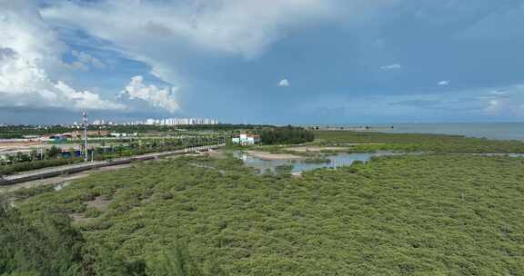 北海红树林区域