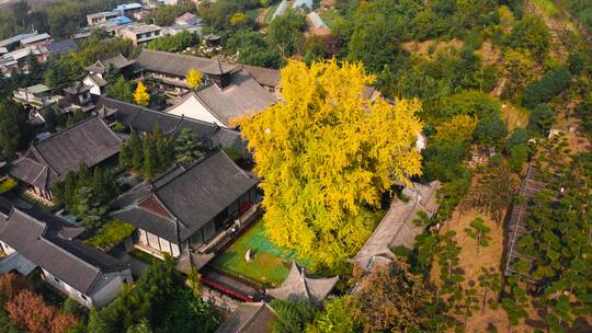 航拍西安古观音禅寺秋天银杏树