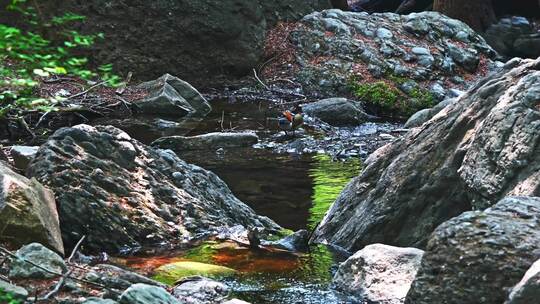 春天阳光下的小溪流石头苔藓与树影视频素材模板下载