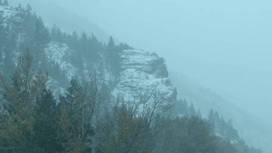 冬天下雪大雪纷飞森林下雪白雪雾气风雪视频素材模板下载