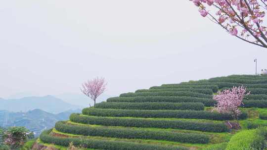 杭州富阳拔山春天樱花茶园风景