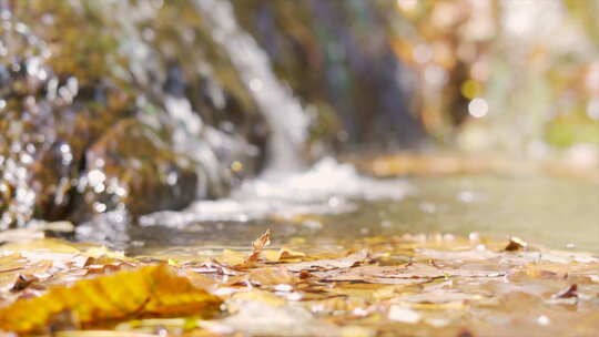 溪水流水银杏黄色落叶小溪流水