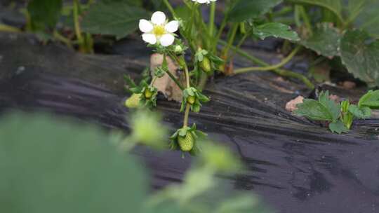 草莓园 农田 农业作物 水果 绿色植物 温室