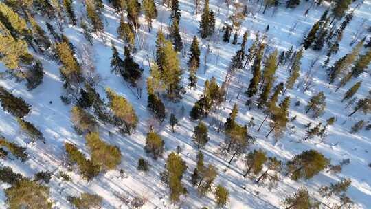 雪景中针叶林的鸟瞰图