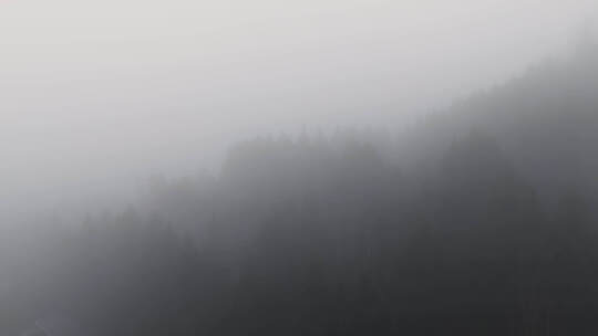 清晨浓雾迷雾森林